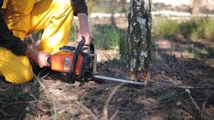 Best Hazardous Tree Removal  in Pickens, SC