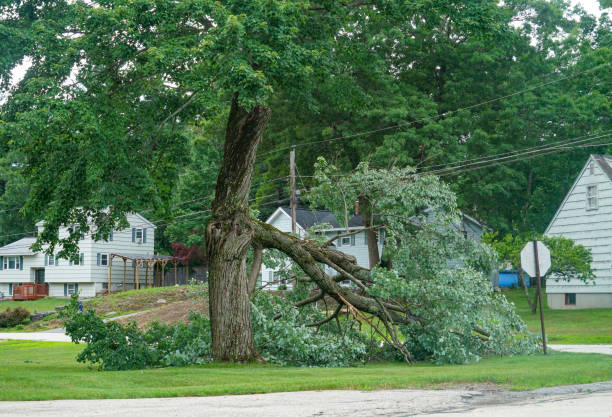 Best Tree and Shrub Care  in Pickens, SC